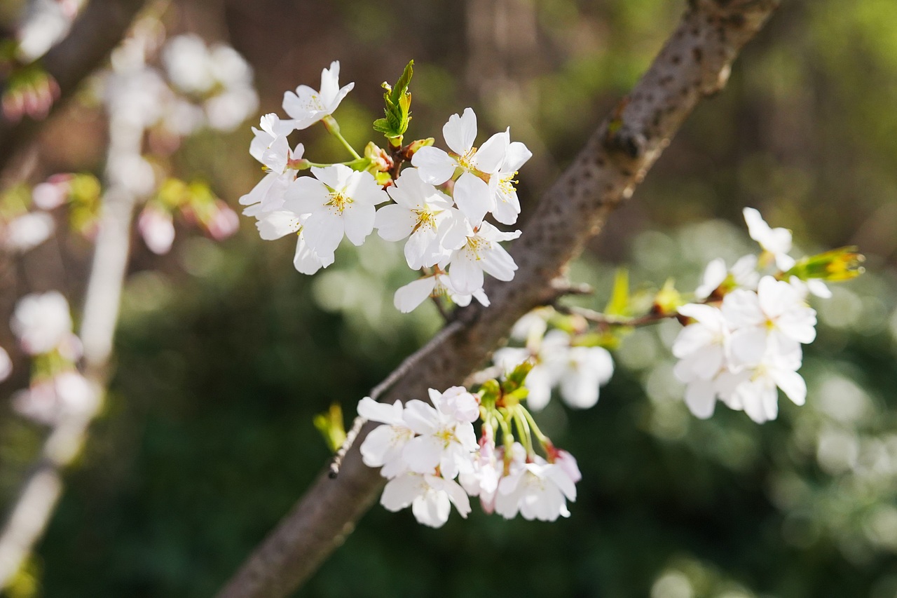 2025春日燕子矶（图ZMzg4MjM1NjQ4） - 风光摄影 - 站酷设计师便签贴原创素材 - 站酷ZCOOL