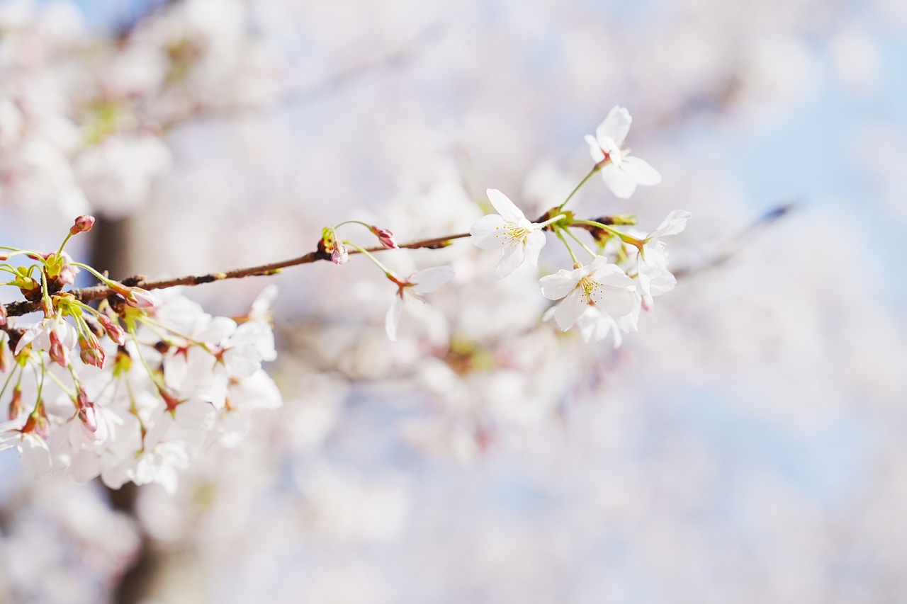 2025春日燕子矶（图ZMzg4MjM1NjY0） - 风光摄影 - 站酷设计师便签贴原创素材 - 站酷ZCOOL