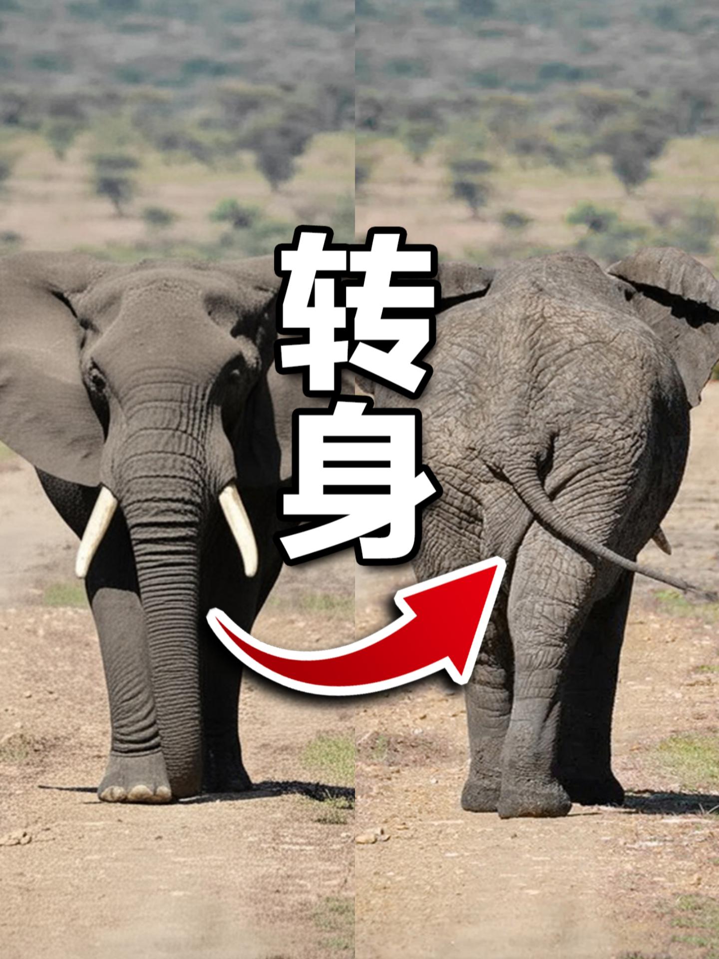 十年前那个给大象转个身的哏，今天轻松可以实现了。#AIGC #图像合成 #雨田侃设计（图ZMTUwNTY4NDg=） - 教程 - 站酷设计师雨田侃设计原创素材 - 站酷ZCOOL