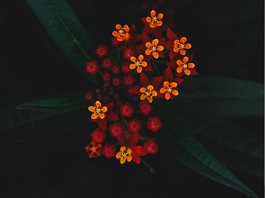 flower workshop