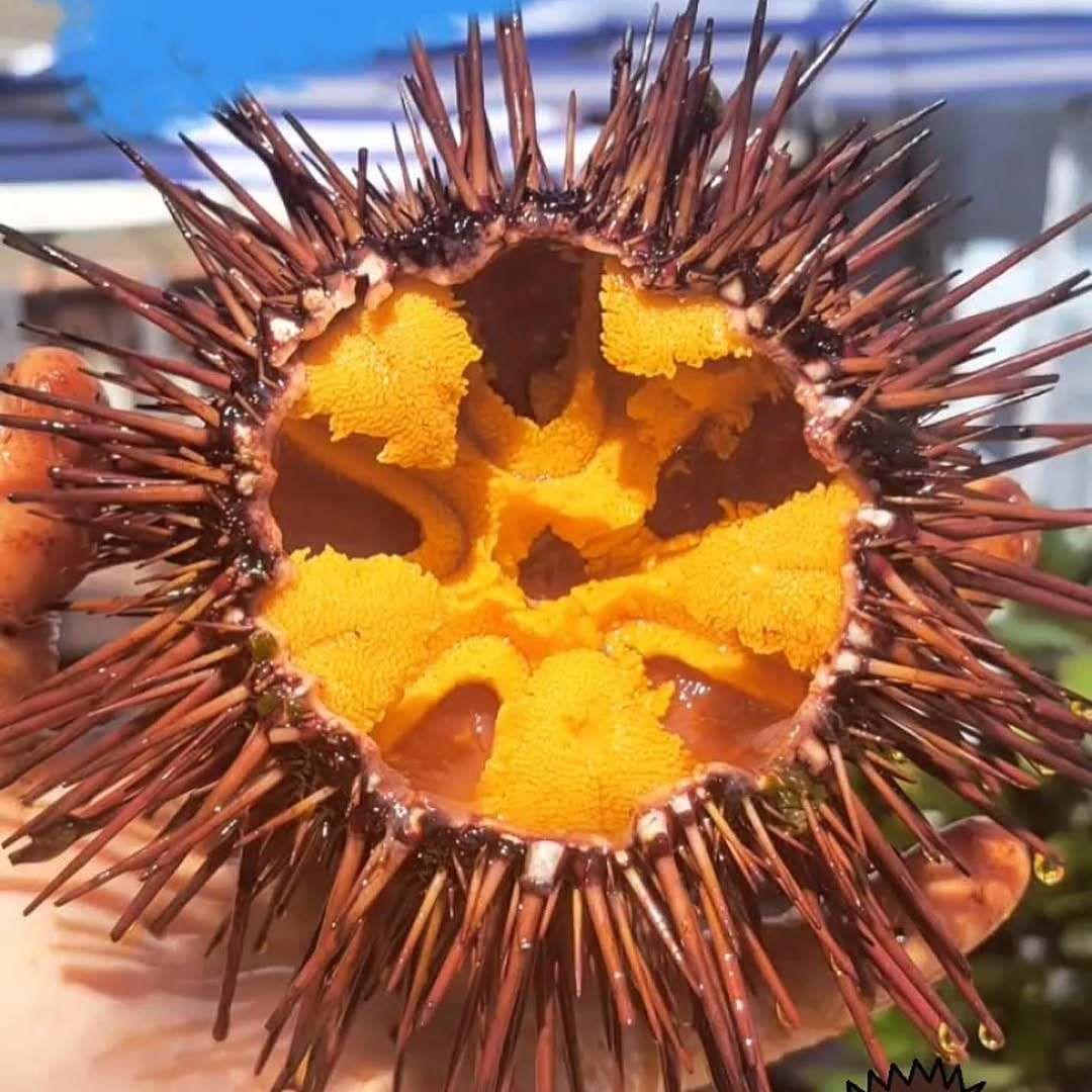 岛之珍海胆水饺:中国海胆水饺领军品牌