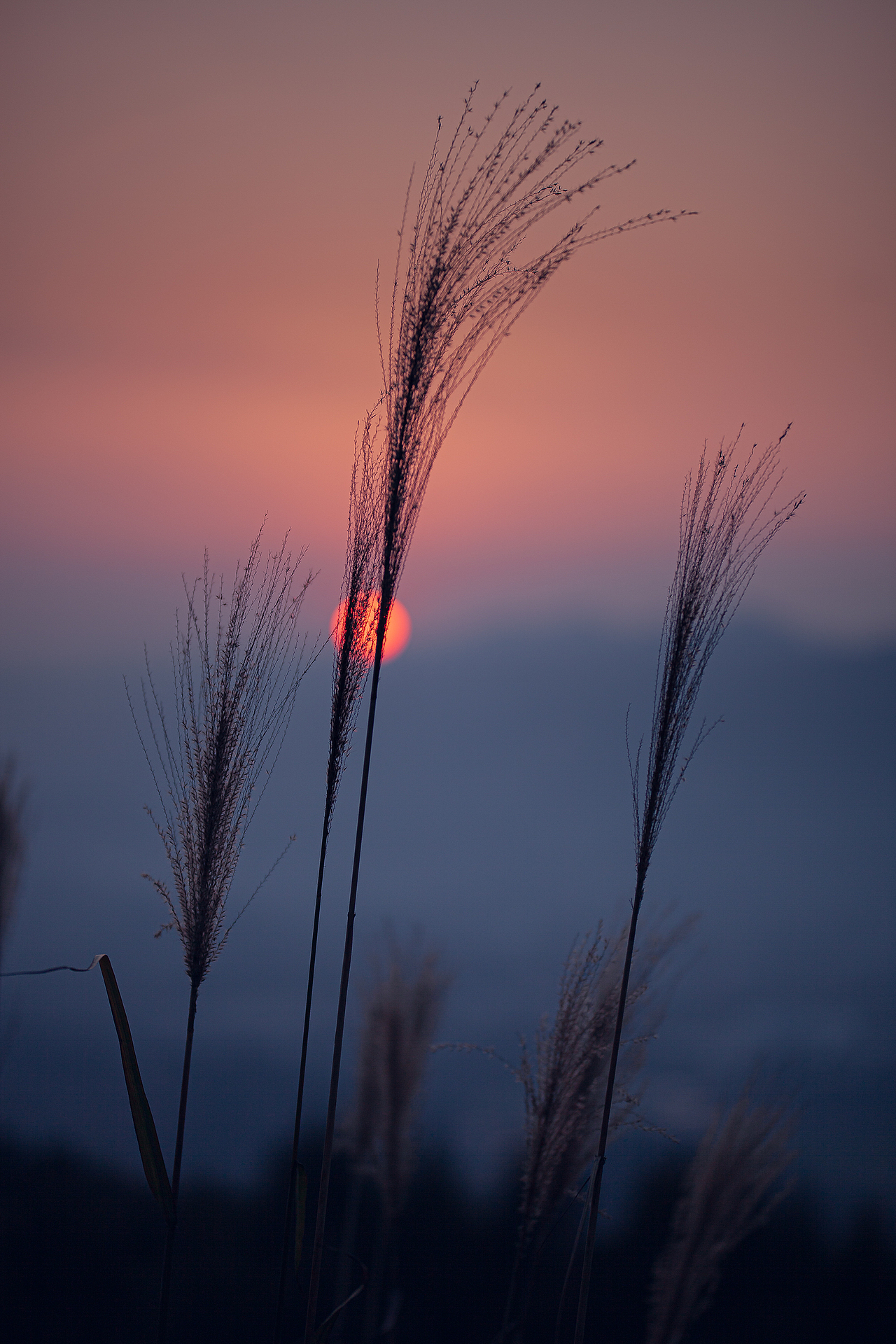 夕阳·日落·蓝调·山野·茶园·