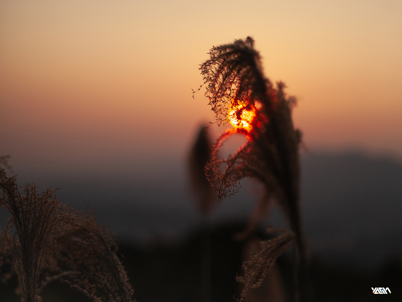 夕阳·日落·蓝调·山野·茶园·