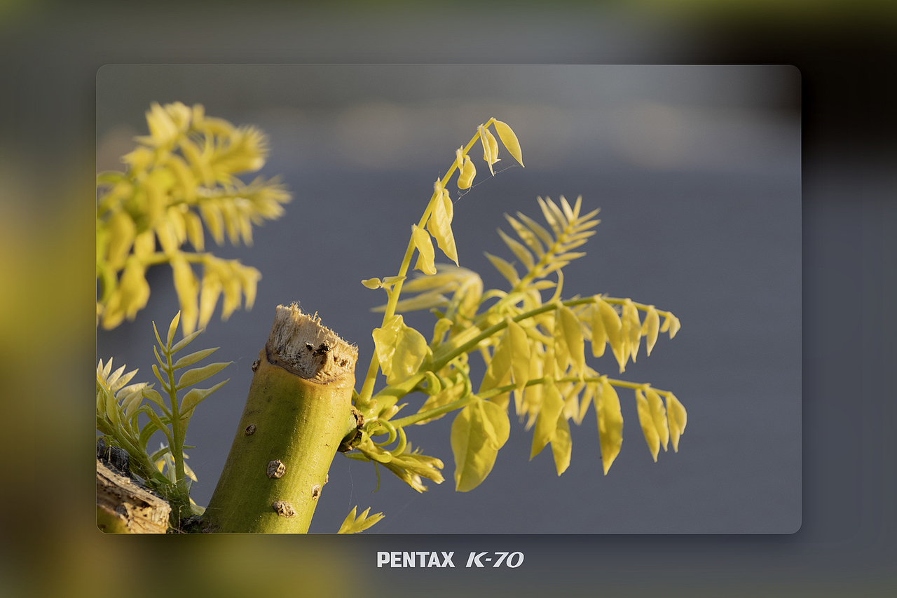 ??鏡頭捕捉春日生機(jī)｜每一片新芽都在說(shuō)“你好（圖ZMzg4MzQ5MDk2） - 風(fēng)光攝影 - 站酷設(shè)計(jì)師Leo_Ll原創(chuàng)素材 - 站酷ZCOOL