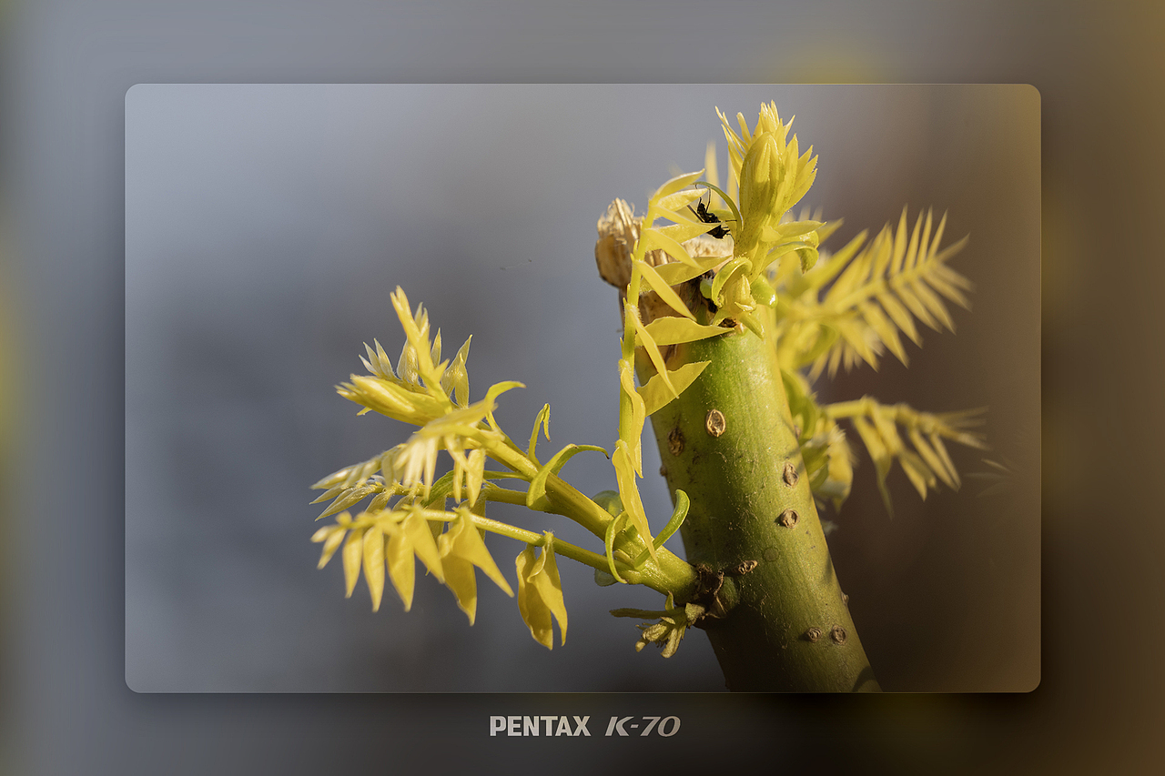 ??鏡頭捕捉春日生機(jī)｜每一片新芽都在說(shuō)“你好（圖ZMzg4MzQ5MDky） - 風(fēng)光攝影 - 站酷設(shè)計(jì)師Leo_Ll原創(chuàng)素材 - 站酷ZCOOL