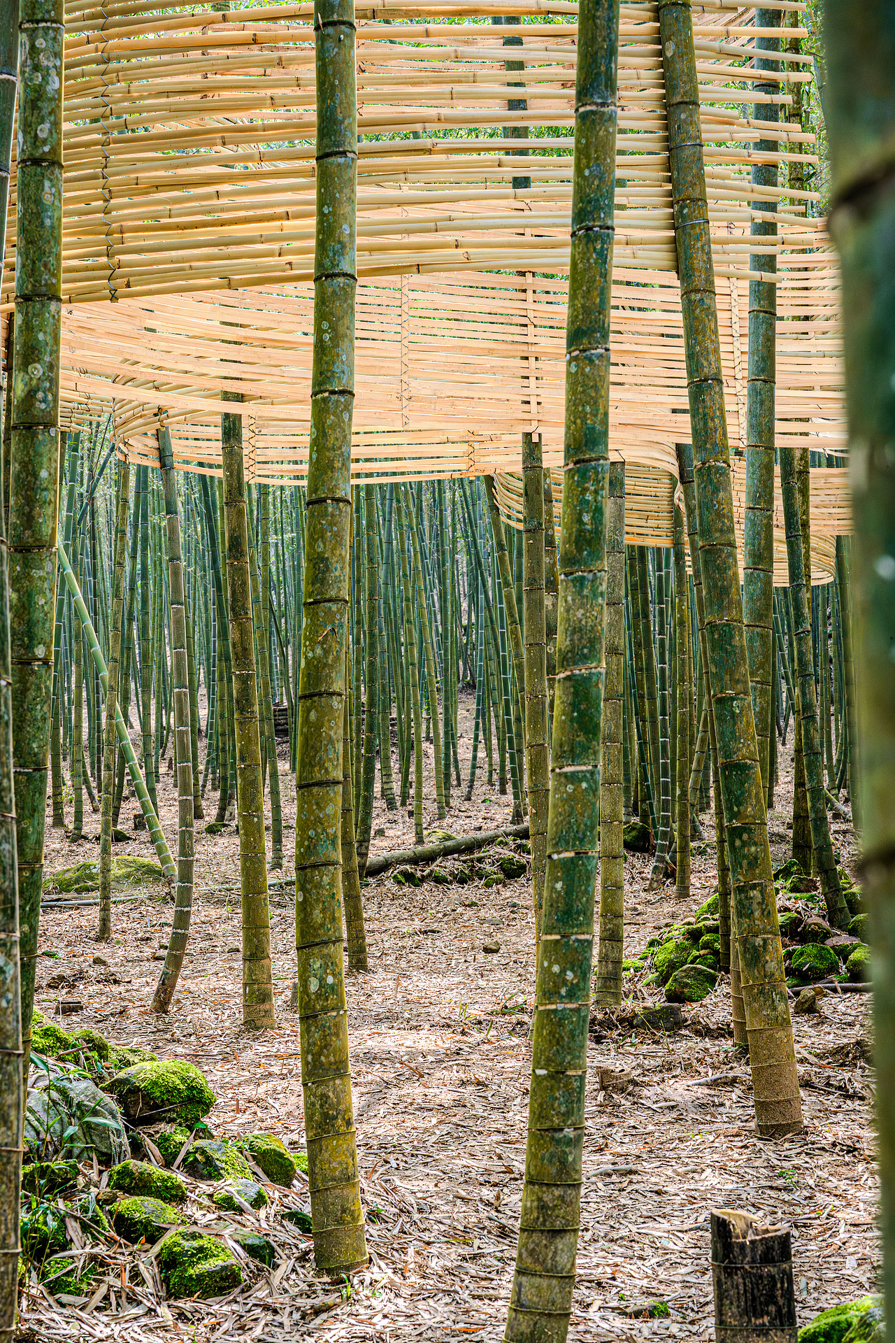 『森林的衣裳』風聲化作針線，縫製一襲流動的華裳（图ZMzg4MzY5MjE2） - 实验艺术 - 站酷设计师林靖格原创素材 - 站酷ZCOOL