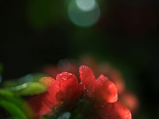 标题:贴梗海棠花红似火