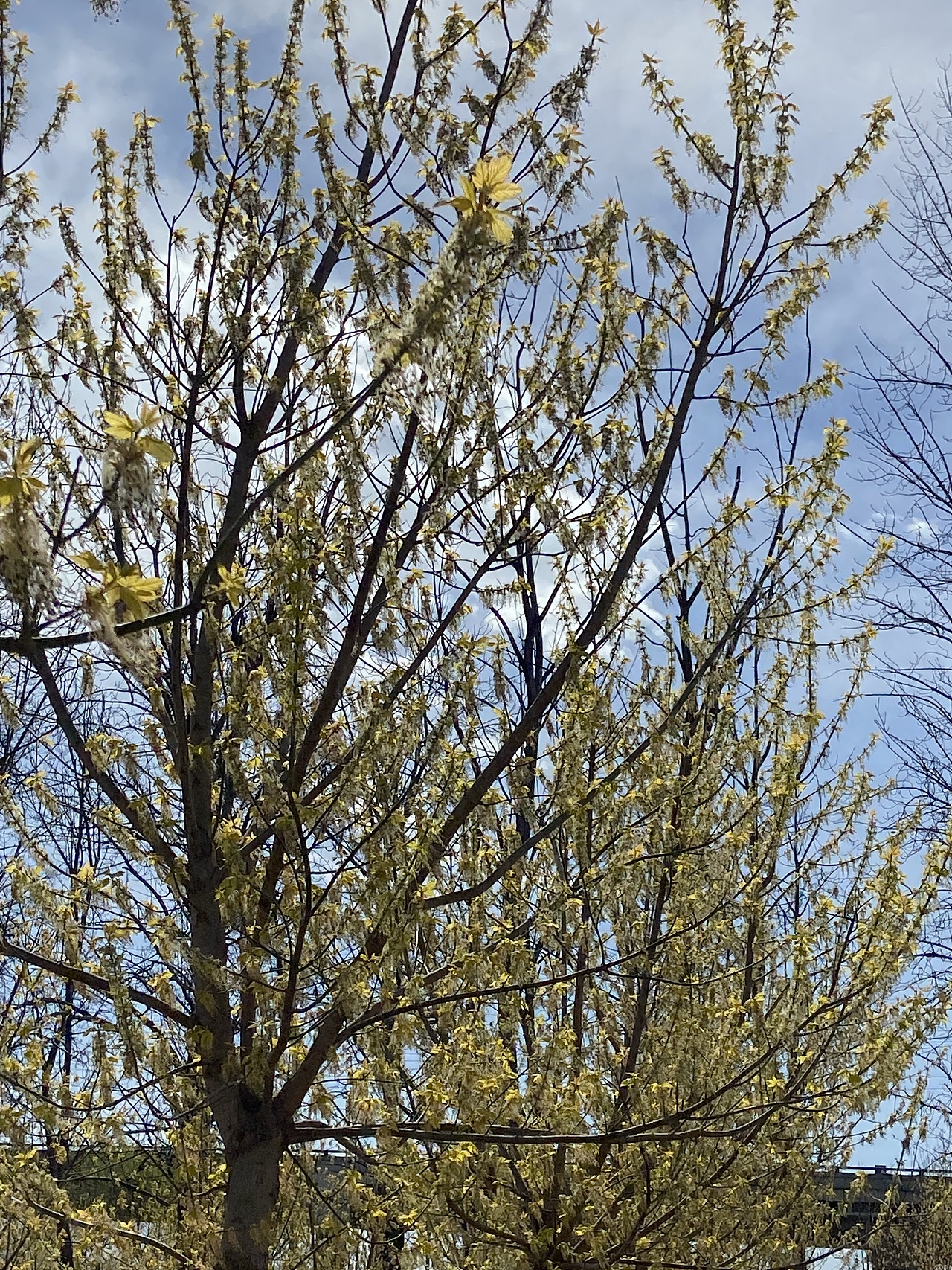 刘勇良手机纪实摄影：春絮