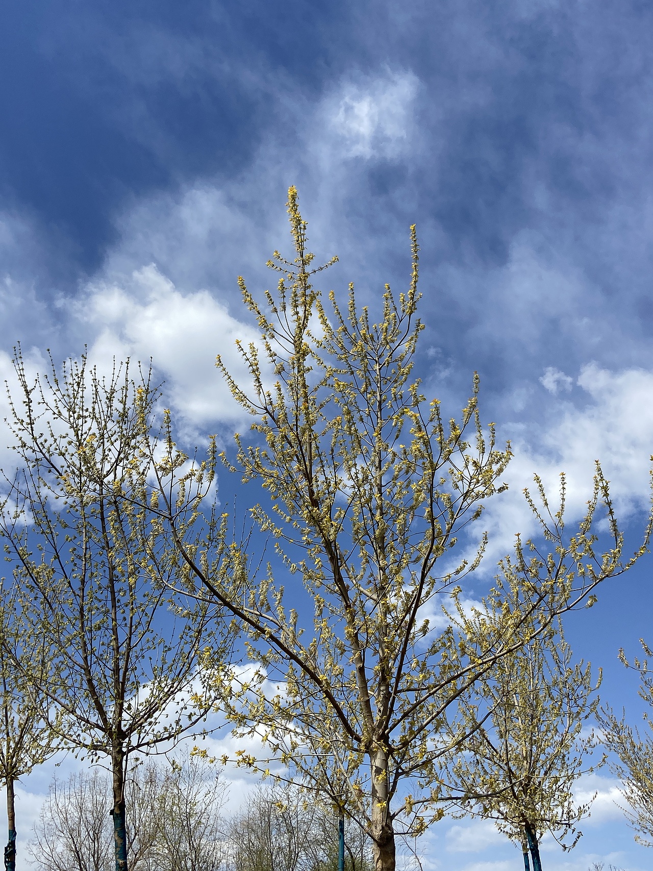 刘勇良手机纪实摄影：春絮