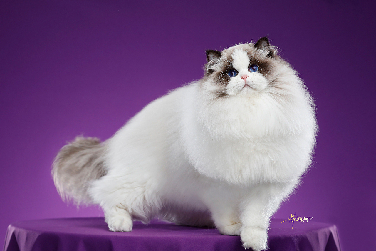 20250305青岛白米饭布偶猫