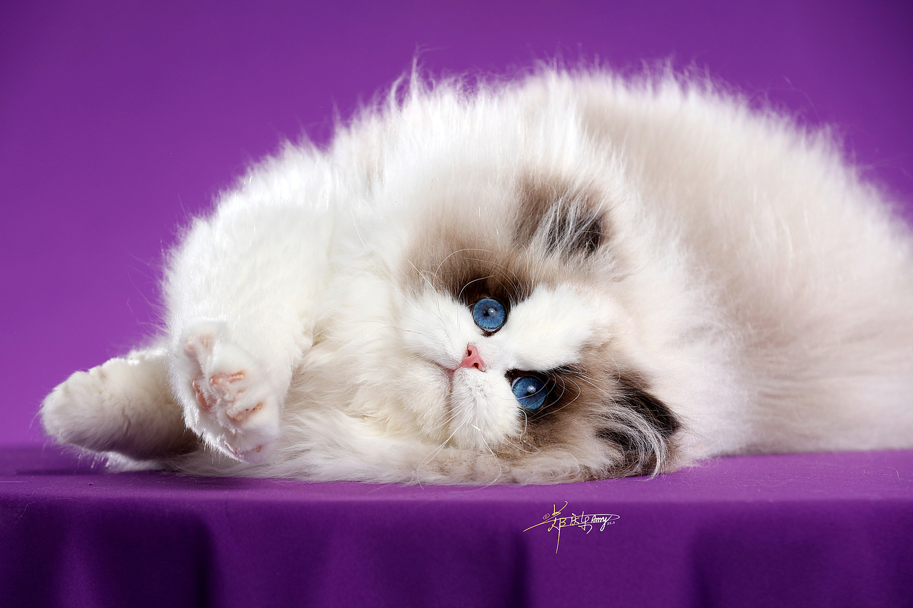 20250305青岛白米饭布偶猫