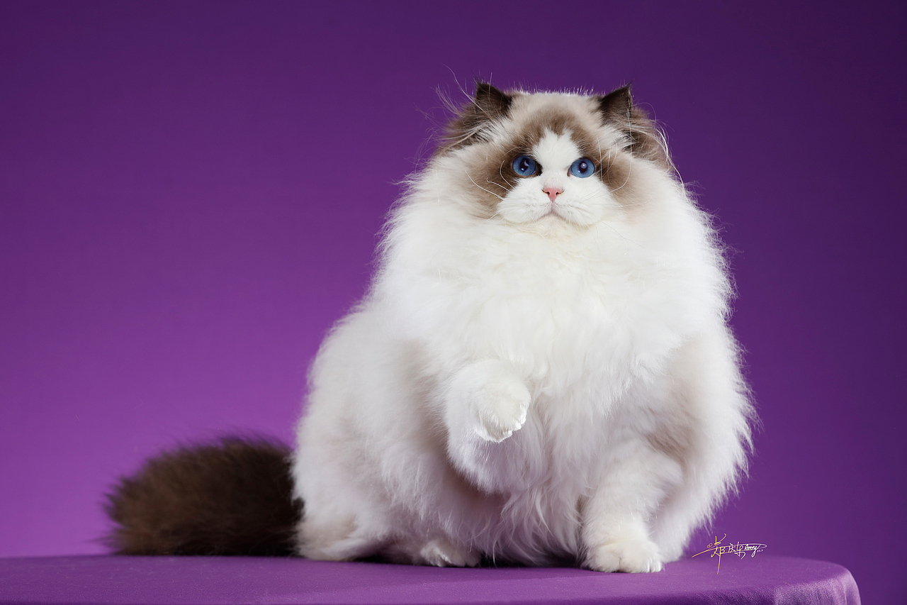 20250305青岛白米饭布偶猫