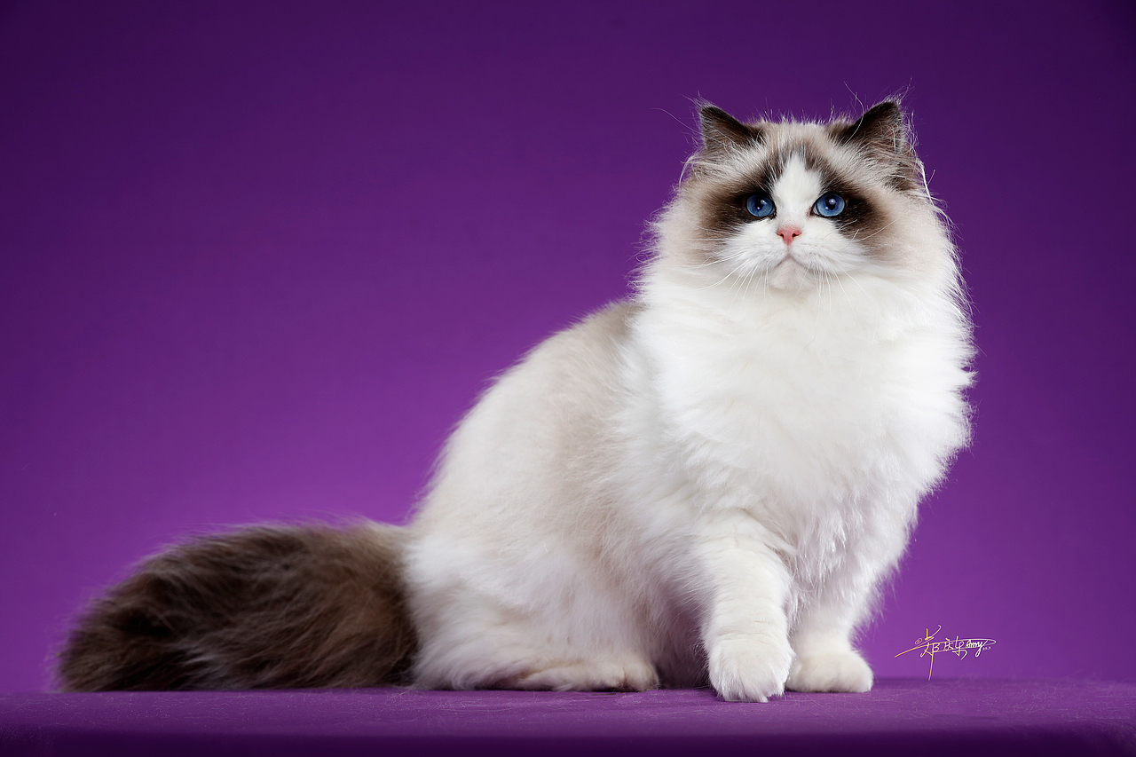 20250305青岛白米饭布偶猫