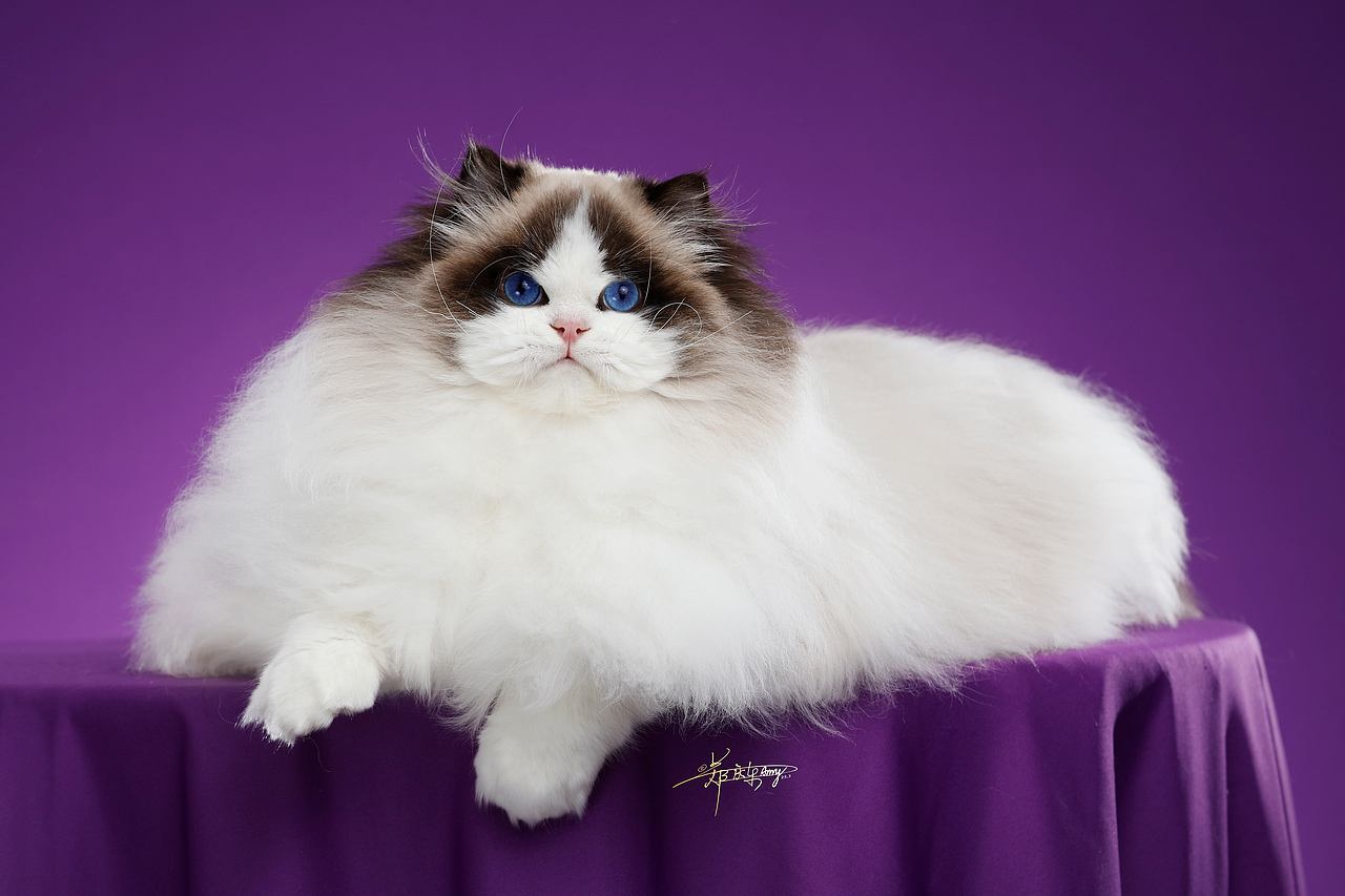 20250305青岛白米饭布偶猫