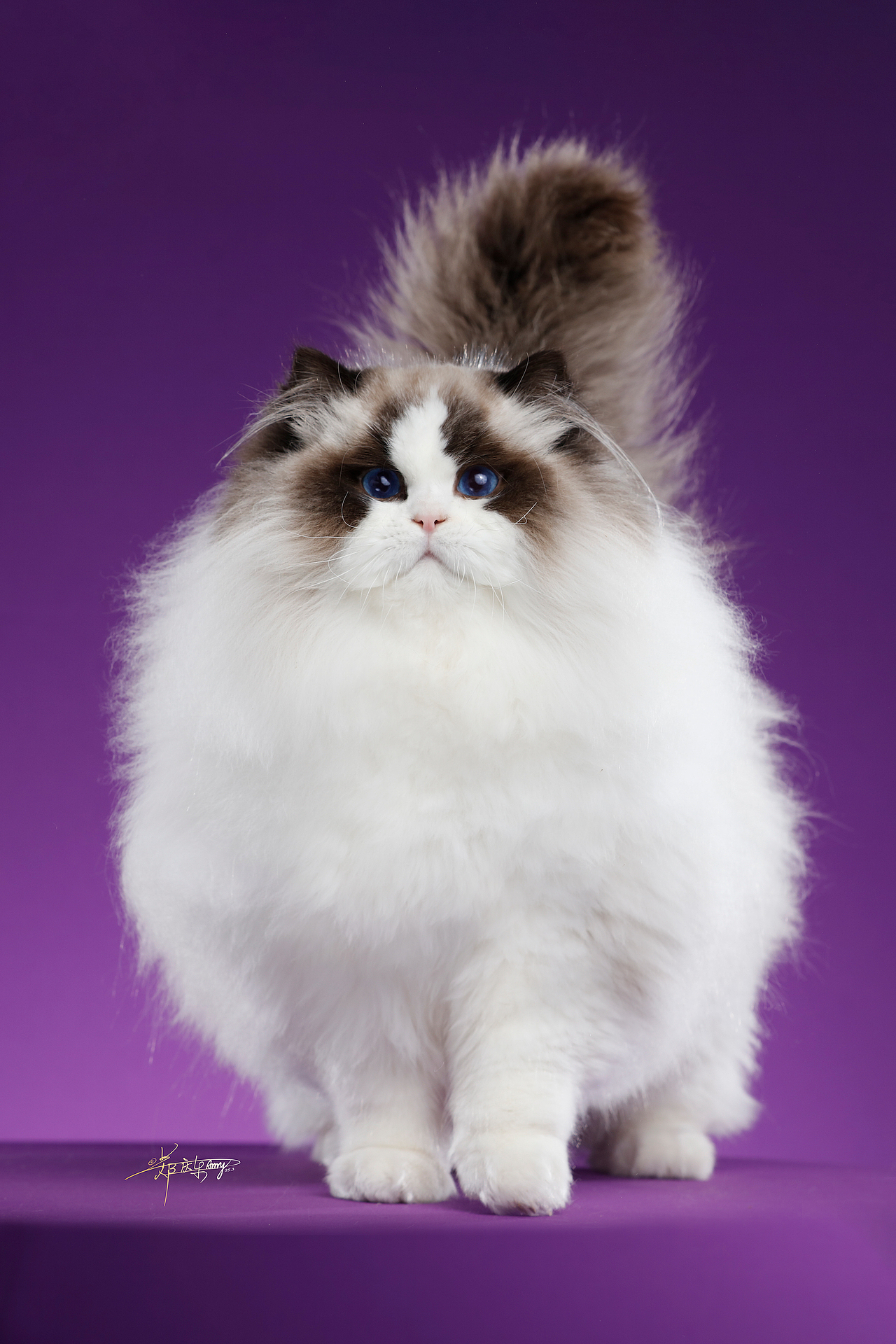 20250305青岛白米饭布偶猫