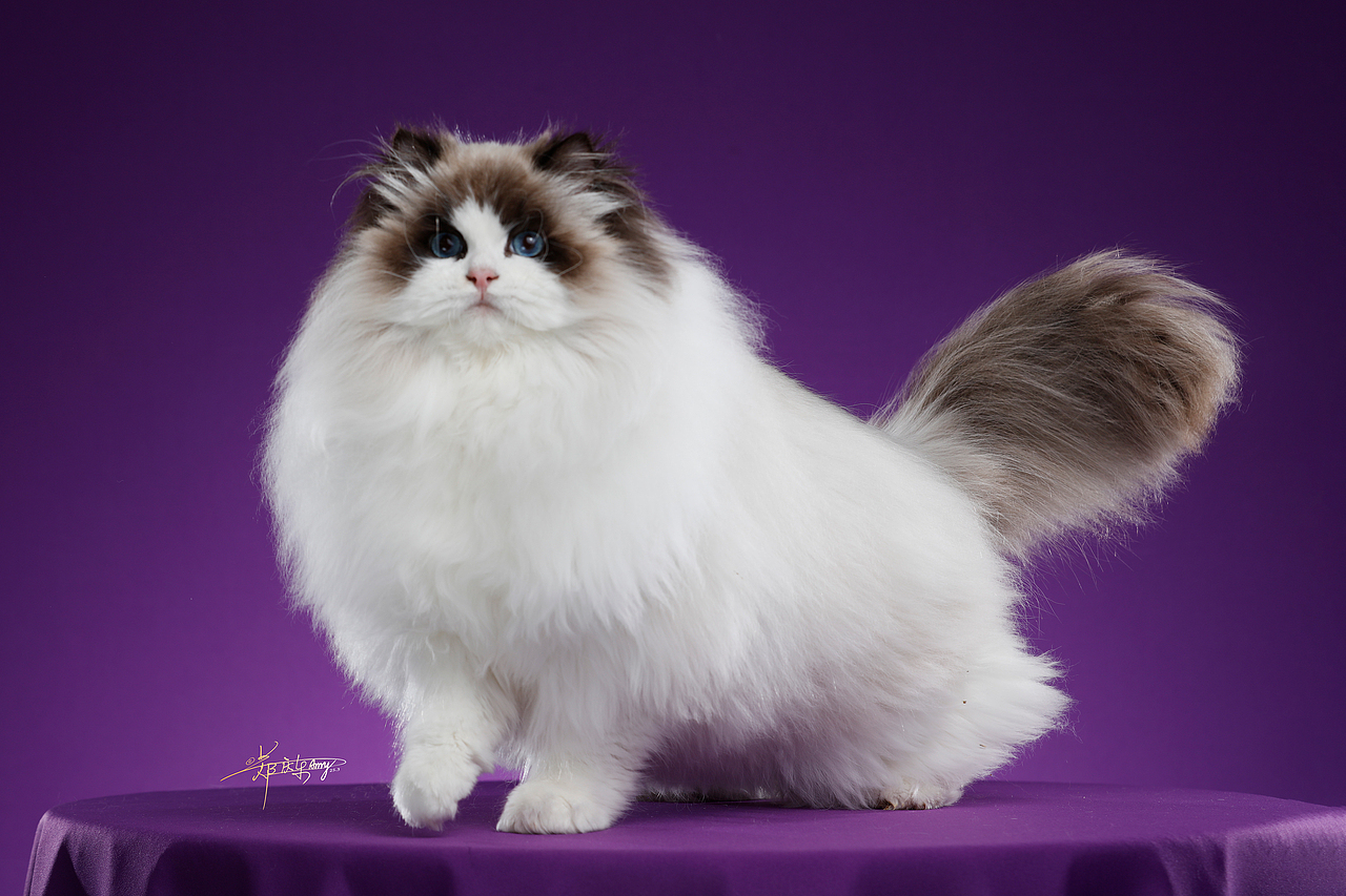 20250305青岛白米饭布偶猫