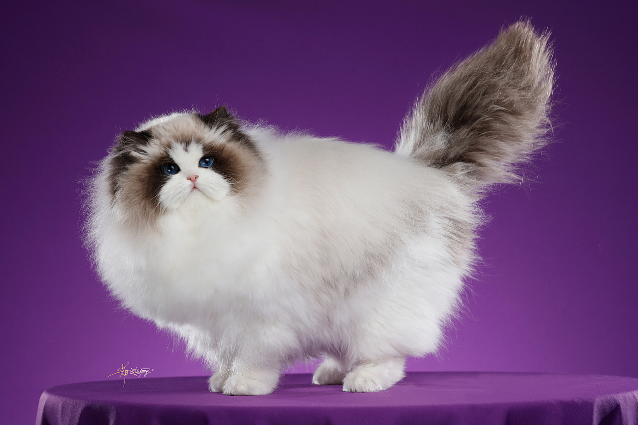 20250305青岛白米饭布偶猫