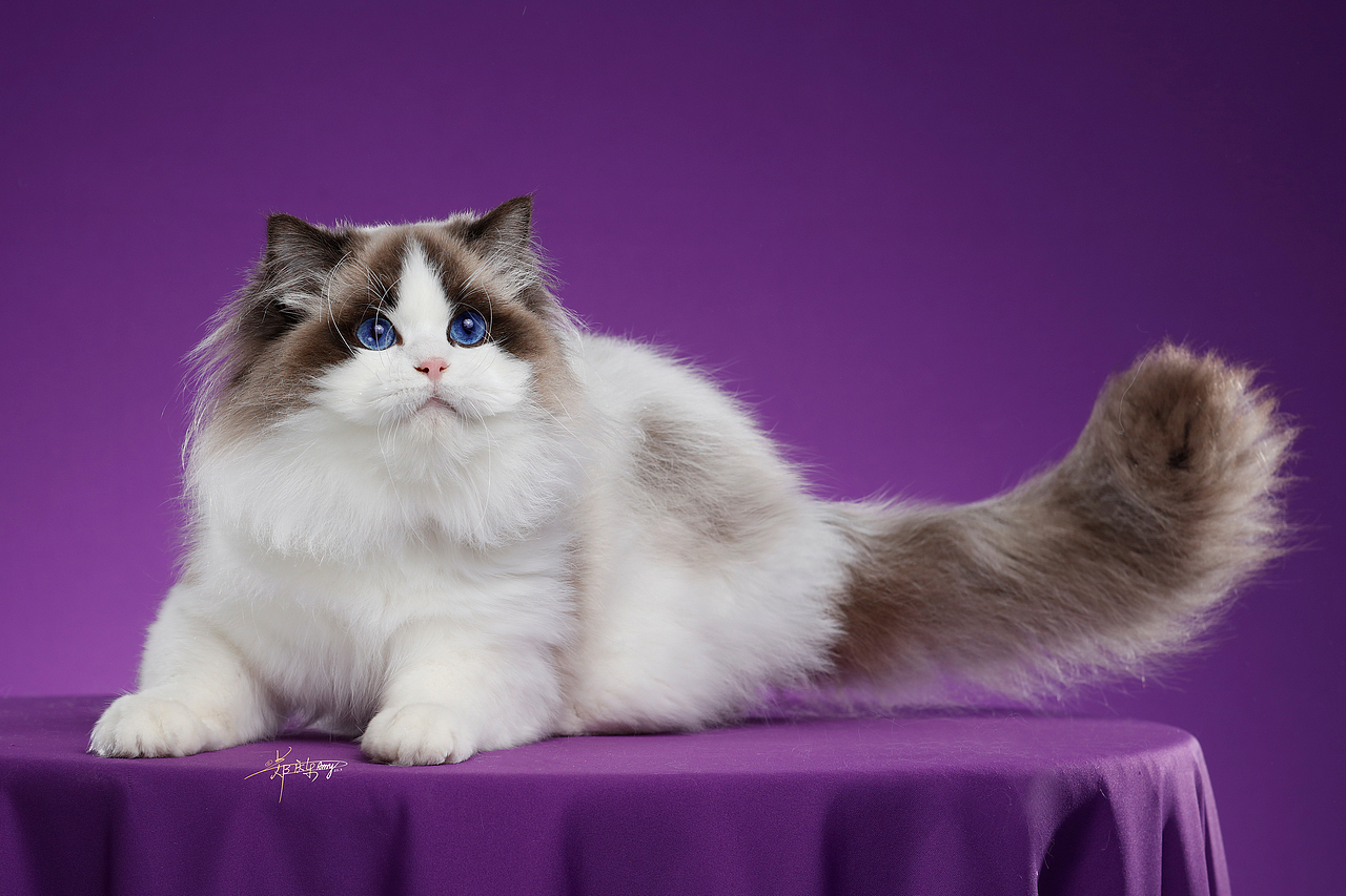 20250305青岛白米饭布偶猫