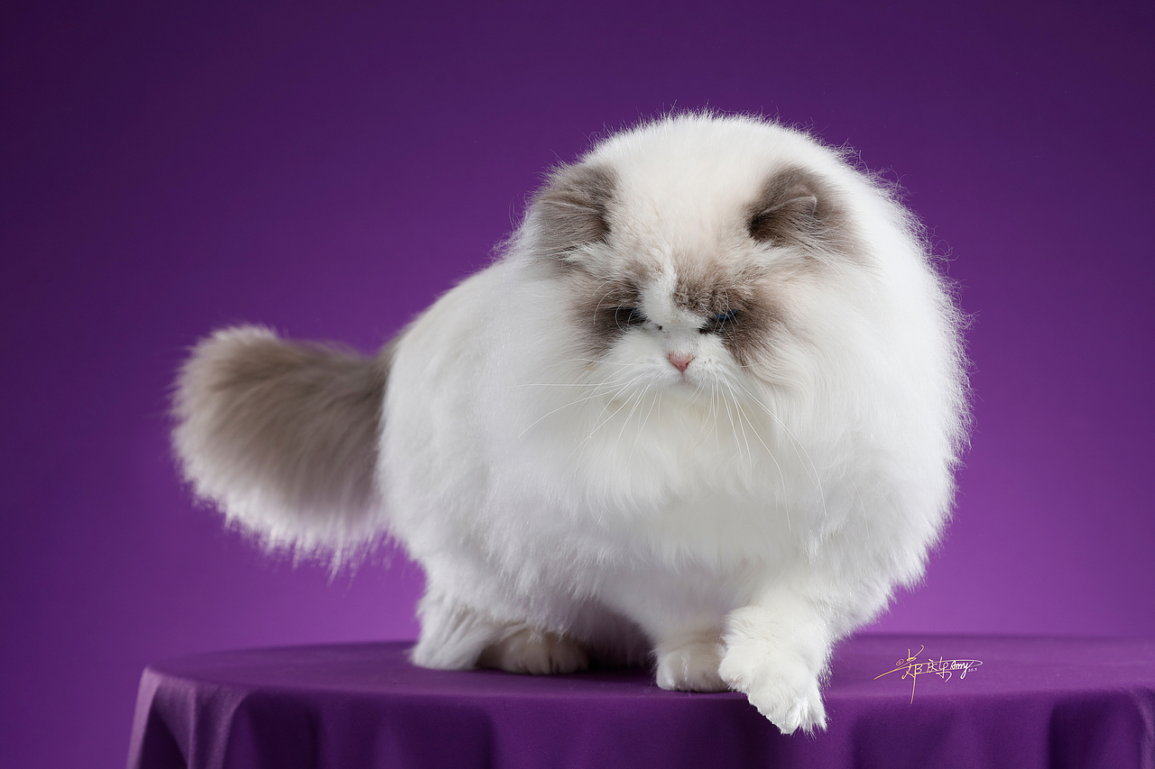 20250305青岛白米饭布偶猫