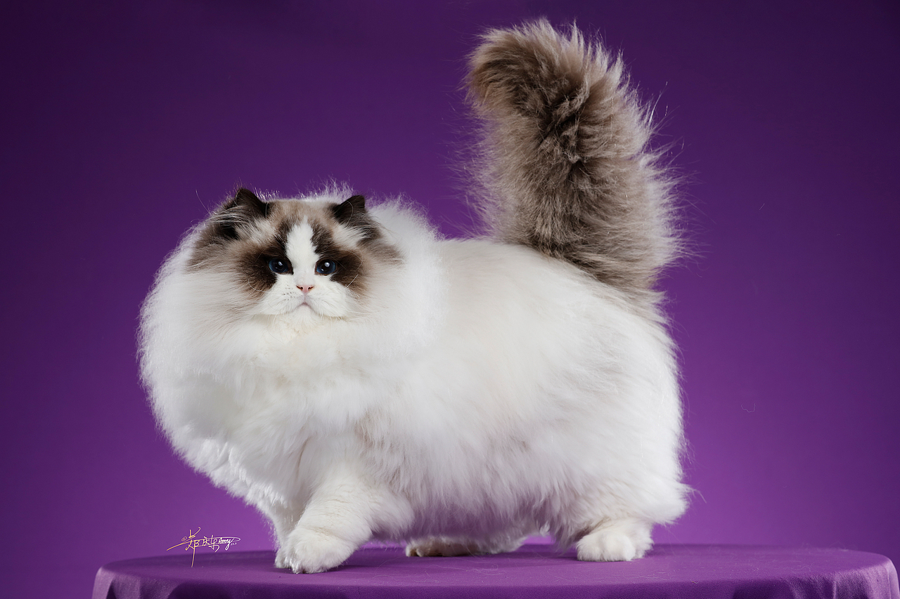 20250305青岛白米饭布偶猫