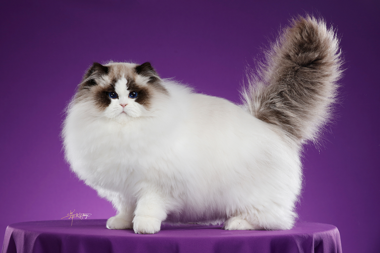 20250305青岛白米饭布偶猫