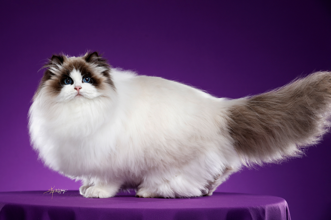 20250305青岛白米饭布偶猫