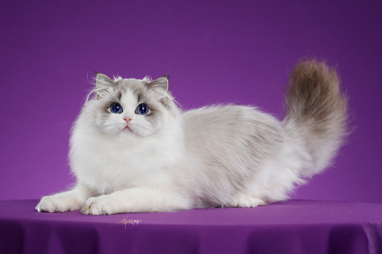 20250305青岛白米饭布偶猫