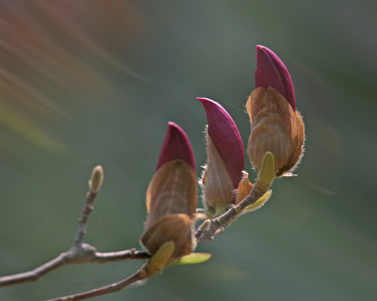 标题:玉兰花开枝上舞