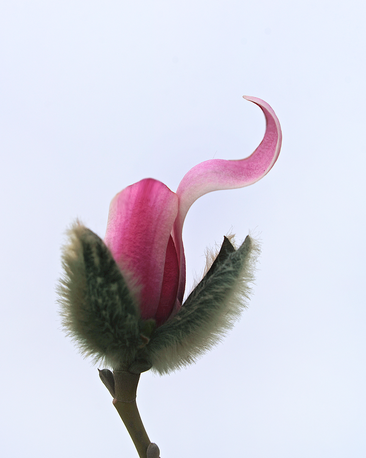 标题:玉兰花开枝上舞