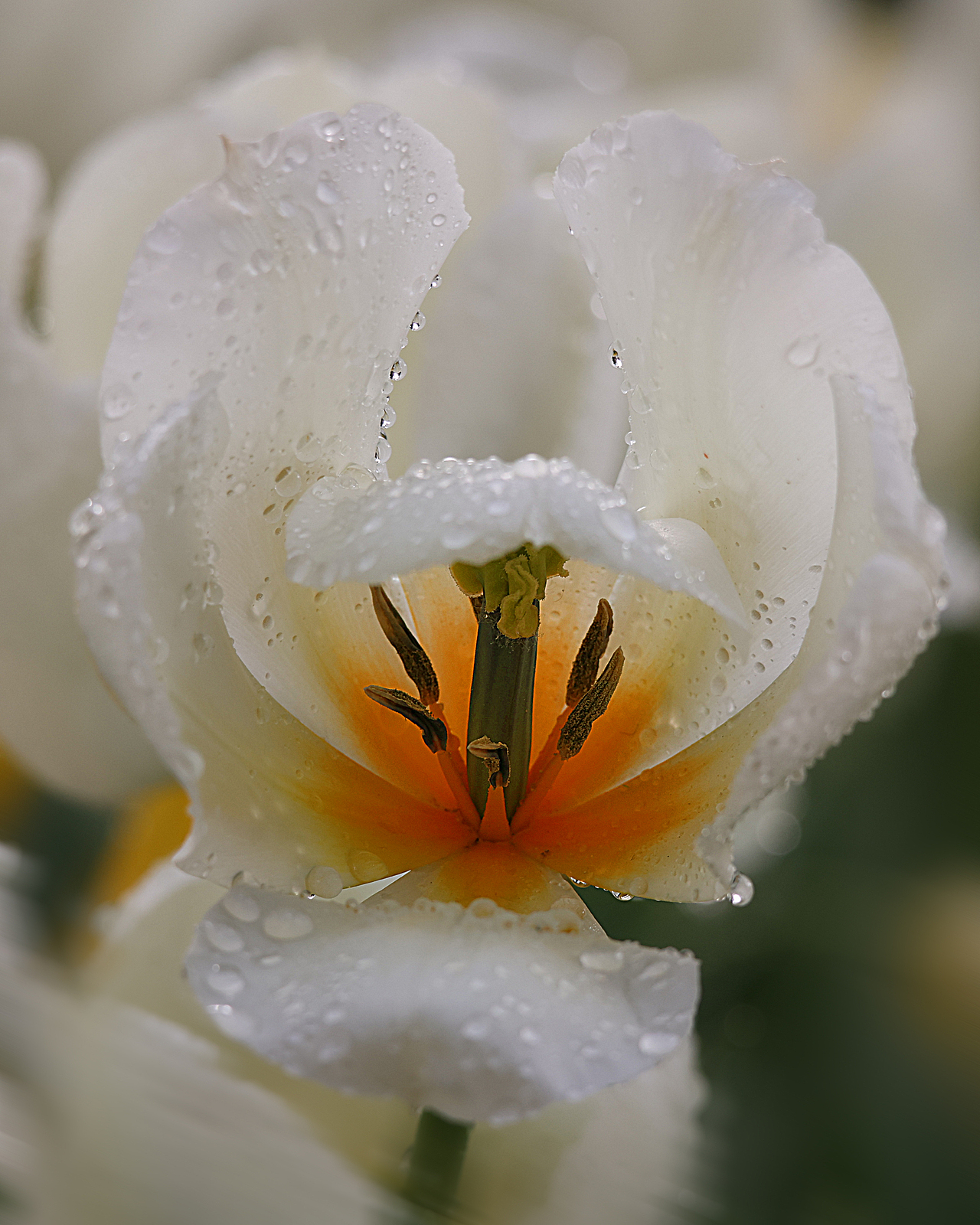 标题:玉兰花开枝上舞