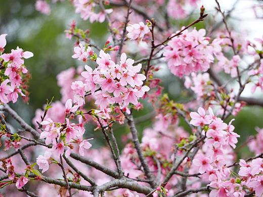 樱花烂漫🌸🌸🌸🌸🌸🌸🌸🌸🌸