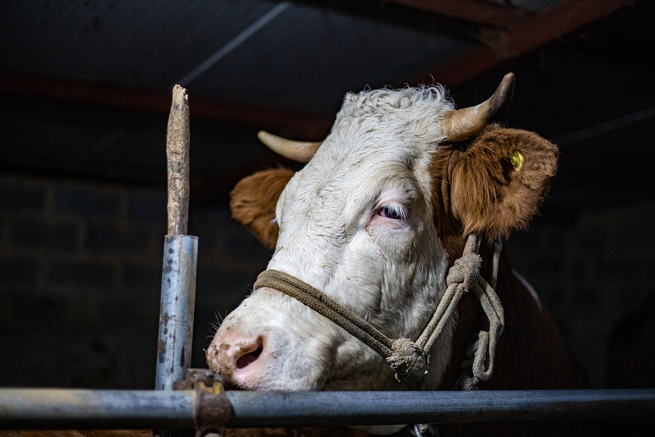 牛（圖ZMzg4NDg5NDY4） - 寵物攝影 - 站酷設(shè)計師蕭關(guān)麥客原創(chuàng)素材 - 站酷ZCOOL