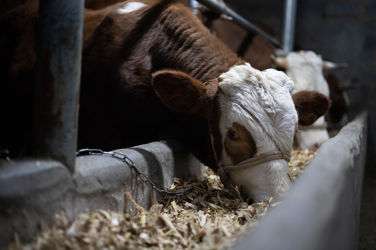 牛（圖ZMzg4NDg5NDgw） - 寵物攝影 - 站酷設(shè)計師蕭關(guān)麥客原創(chuàng)素材 - 站酷ZCOOL