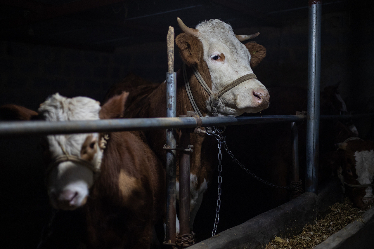 牛（圖ZMzg4NDg5NDY0） - 寵物攝影 - 站酷設(shè)計師蕭關(guān)麥客原創(chuàng)素材 - 站酷ZCOOL