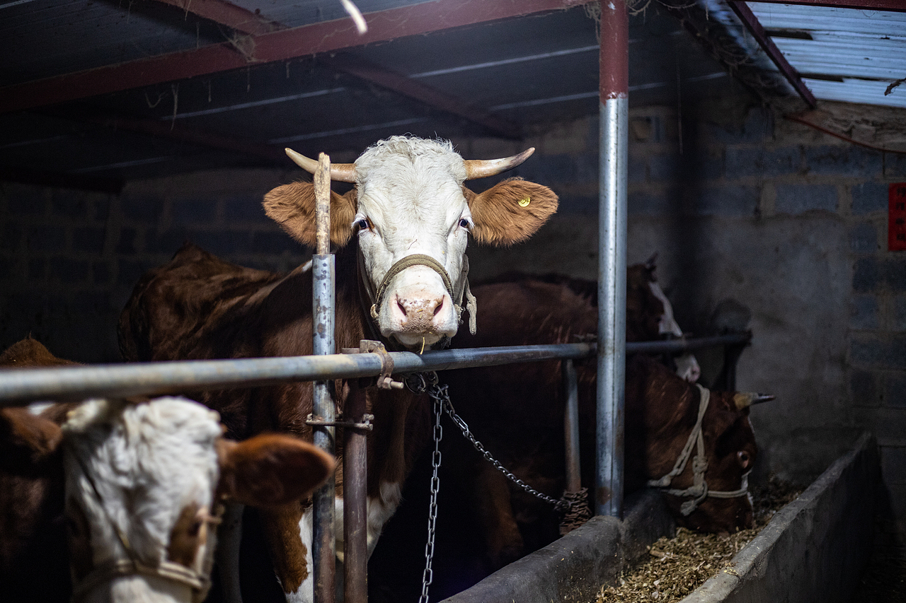 牛（圖ZMzg4NDg5NDYw） - 寵物攝影 - 站酷設(shè)計師蕭關(guān)麥客原創(chuàng)素材 - 站酷ZCOOL