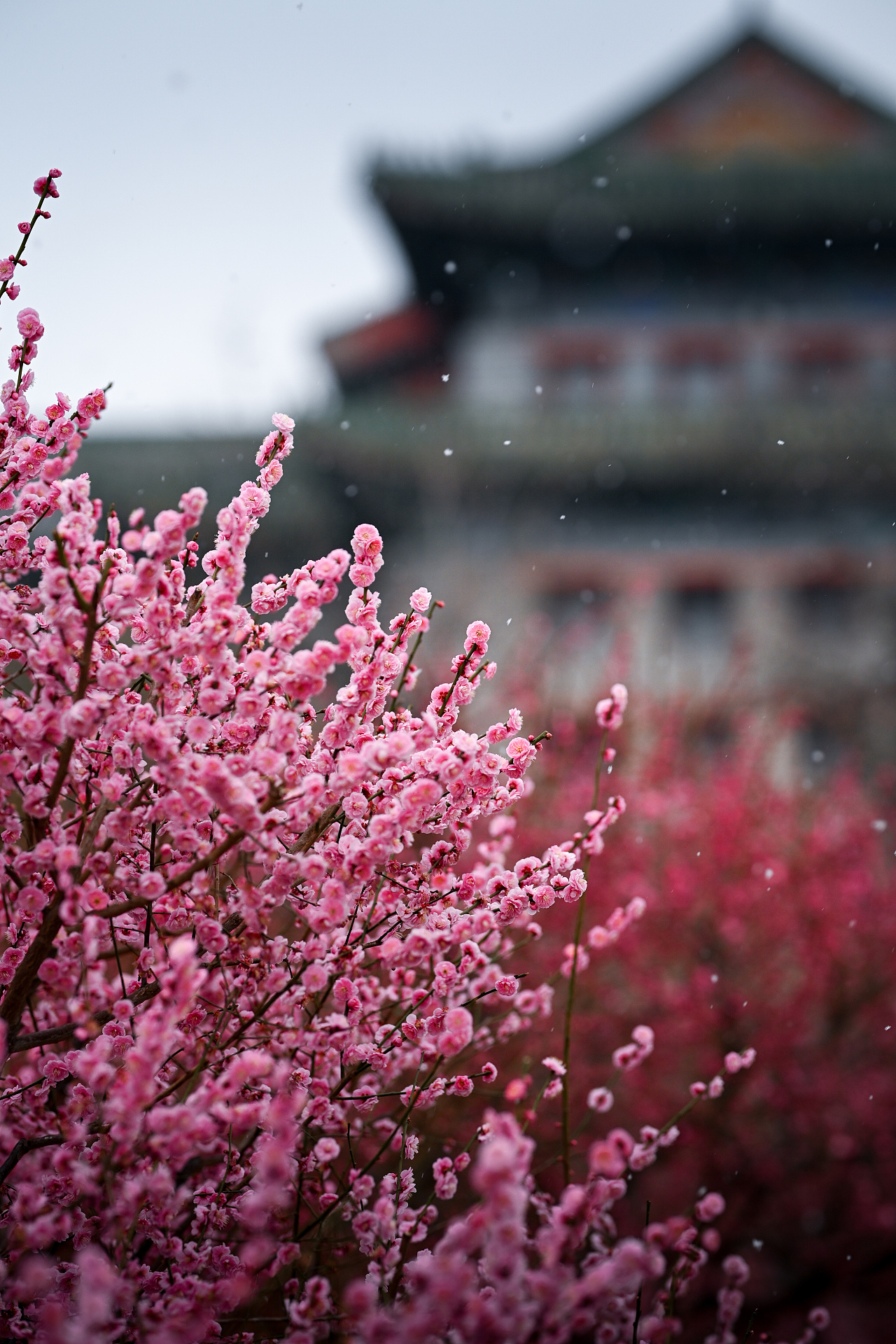 踏雪寻梅（图ZMzg4NDg5ODM2） - 其他摄影 - 站酷设计师DoniQi原创素材 - 站酷ZCOOL