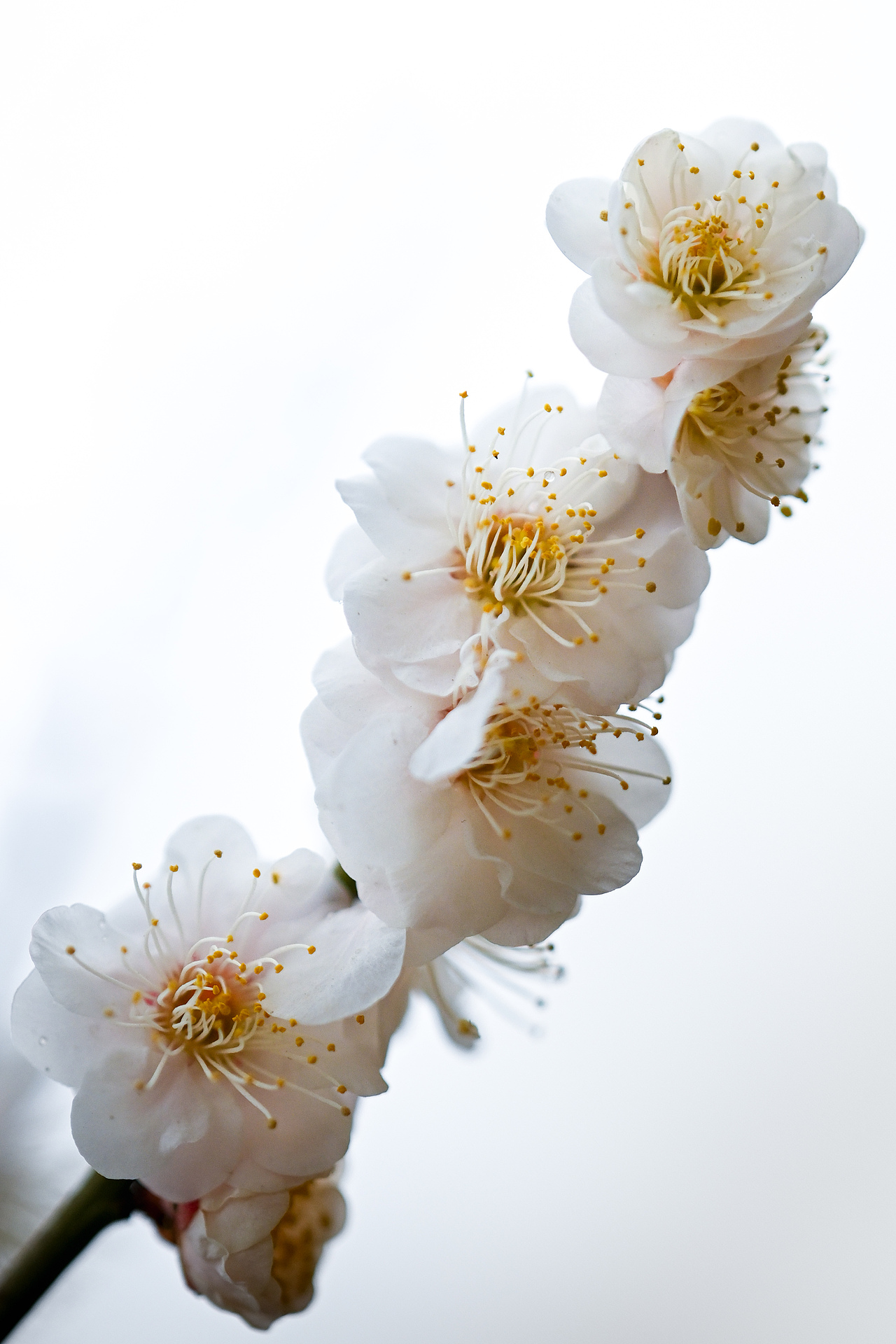 踏雪寻梅（图ZMzg4NDg5ODQw） - 其他摄影 - 站酷设计师DoniQi原创素材 - 站酷ZCOOL