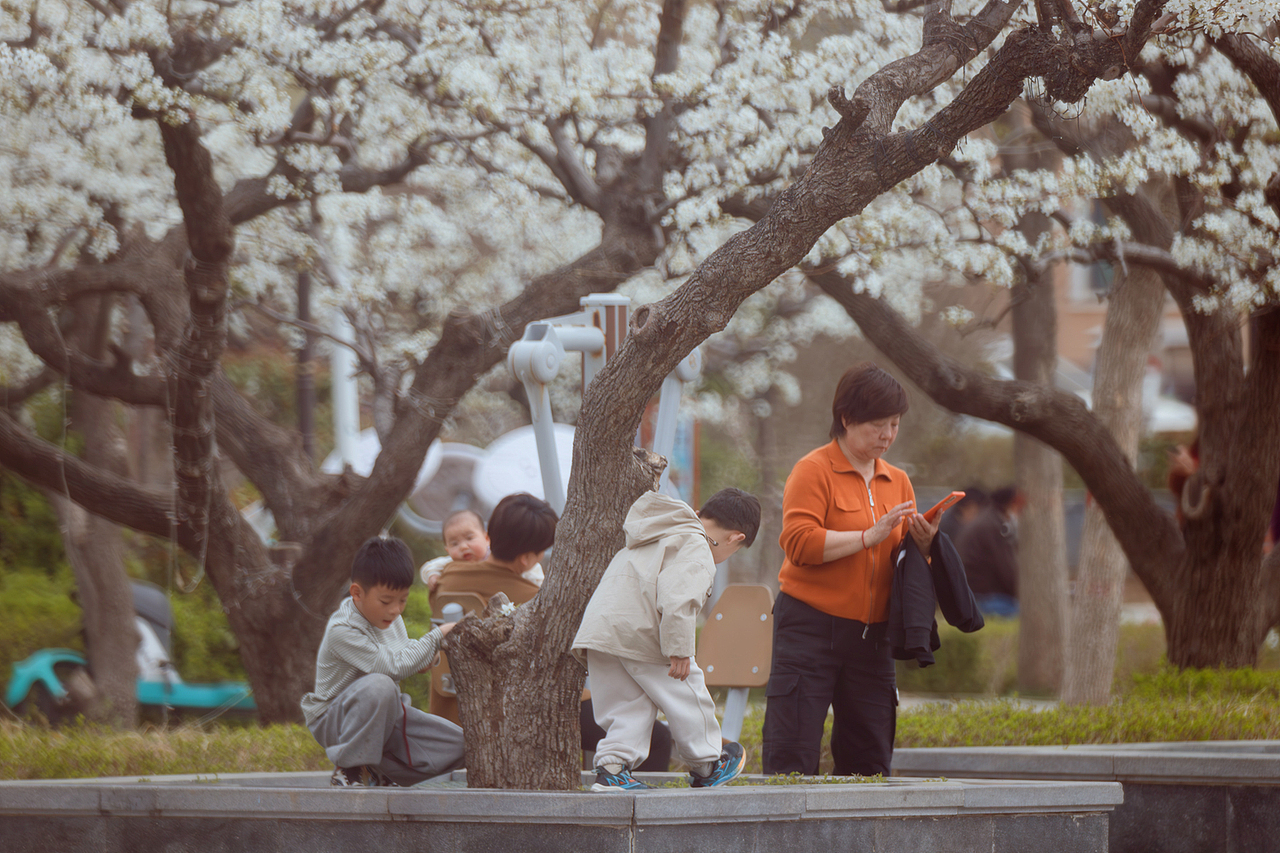 文侯公园赏梨花