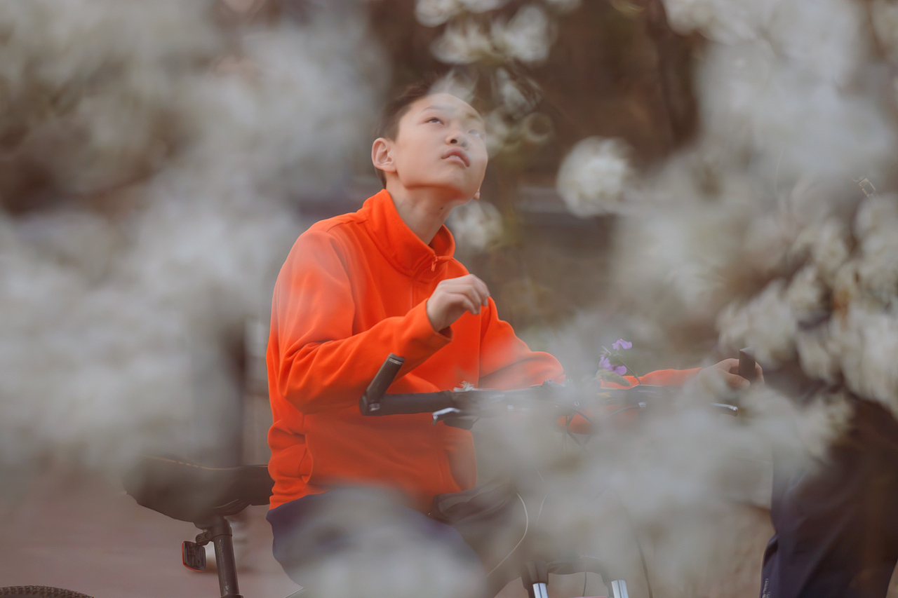 文侯公园赏梨花