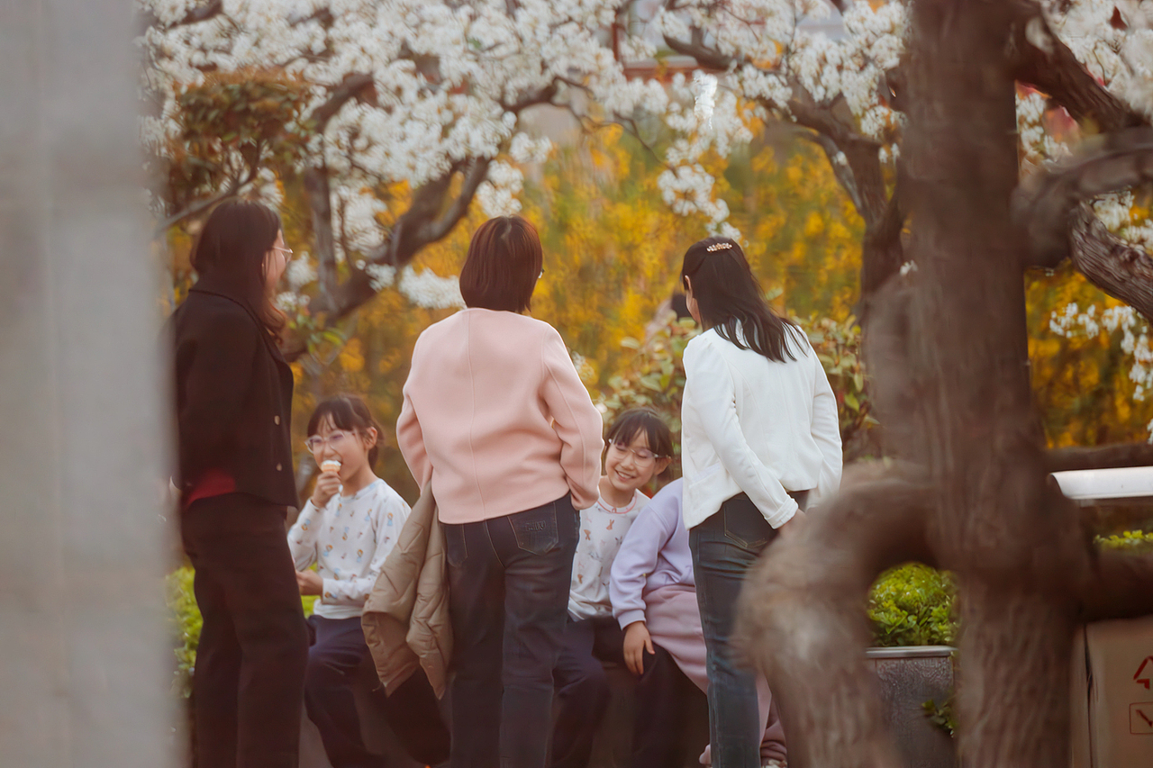 文侯公园赏梨花