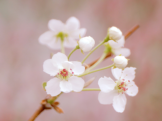 鸭梨花儿开（二）