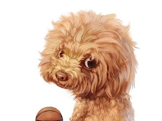 经常在球场边上等主人的小泰迪