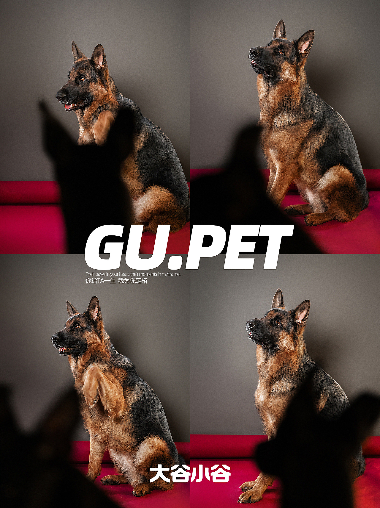 怎么感觉老有狗盯着我？