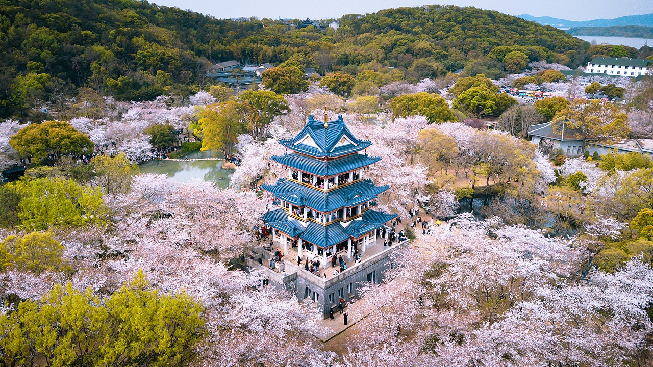 《无锡鼋头渚樱花季》（图ZMzg4NTM0NDI0） - 风光摄影 - 站酷设计师IZZARD盜原创素材 - 站酷ZCOOL