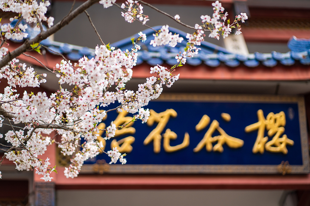 《无锡鼋头渚樱花季》（图ZMzg4NTM0NzEy） - 风光摄影 - 站酷设计师IZZARD盜原创素材 - 站酷ZCOOL