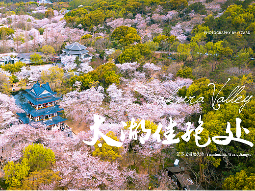 《无锡鼋头渚樱花季》