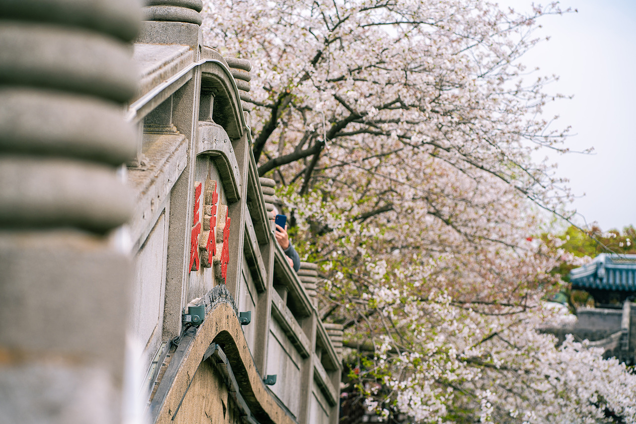 《无锡鼋头渚樱花季》（图ZMzg4NTM1MTQ4） - 风光摄影 - 站酷设计师IZZARD盜原创素材 - 站酷ZCOOL