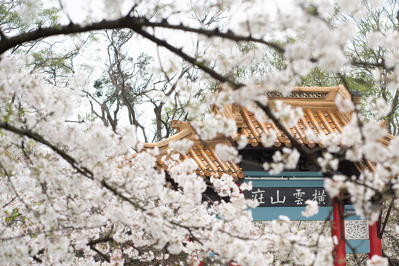 《无锡鼋头渚樱花季》（图ZMzg4NTM1MTU2） - 风光摄影 - 站酷设计师IZZARD盜原创素材 - 站酷ZCOOL