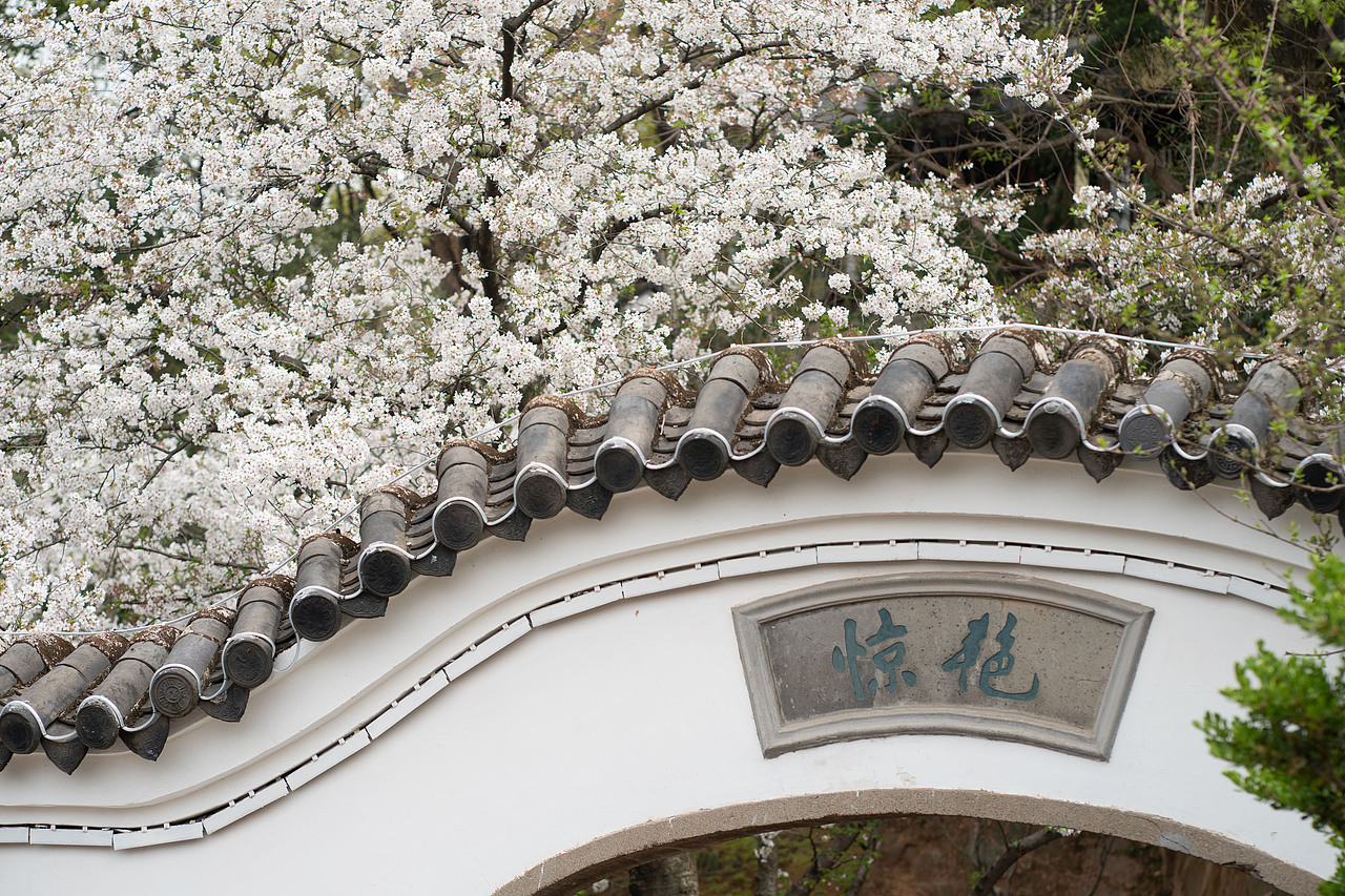 《无锡鼋头渚樱花季》（图ZMzg4NTM1MTcy） - 风光摄影 - 站酷设计师IZZARD盜原创素材 - 站酷ZCOOL