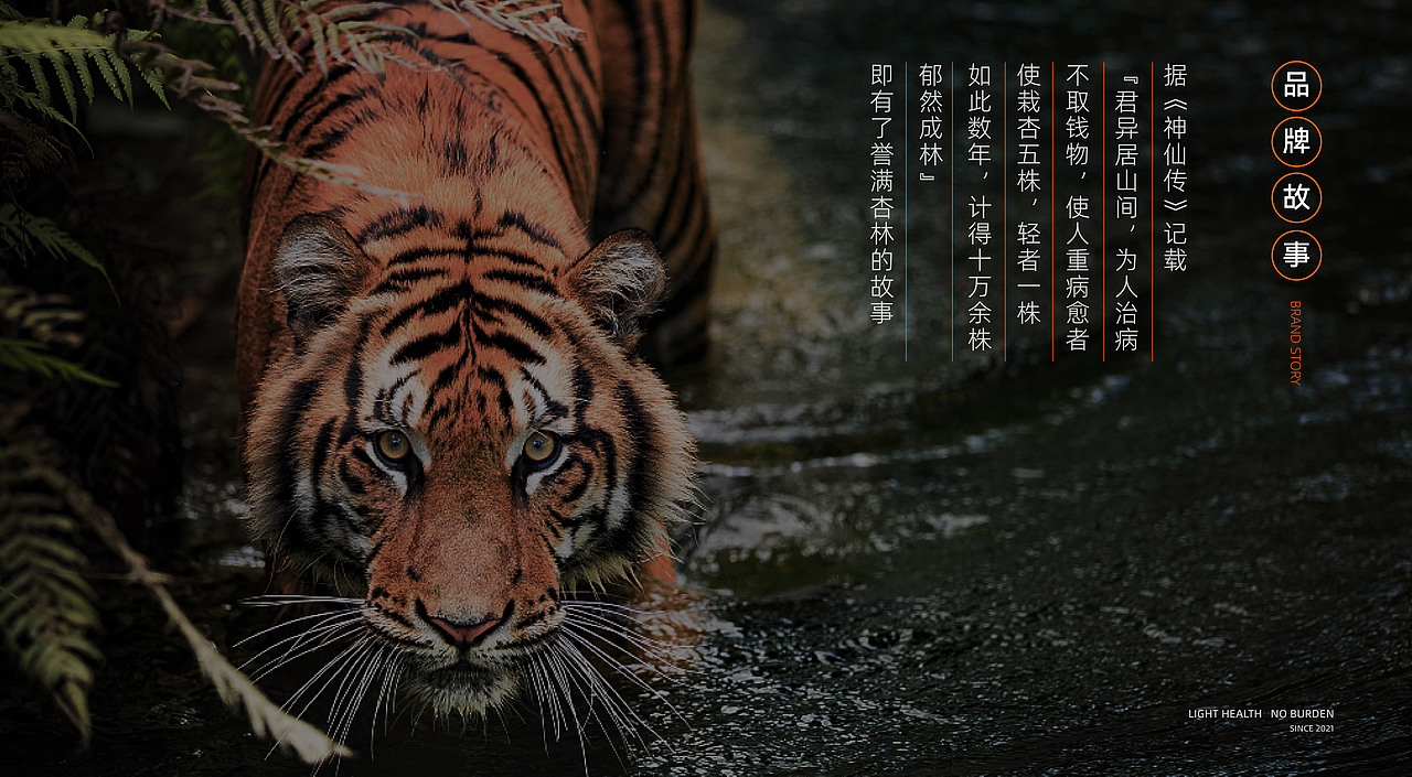 杏虎·草本养生茶（图ZMzg4NTU2NzYw） - 品牌 - 站酷设计师品牌设计啊星原创素材 - 站酷ZCOOL